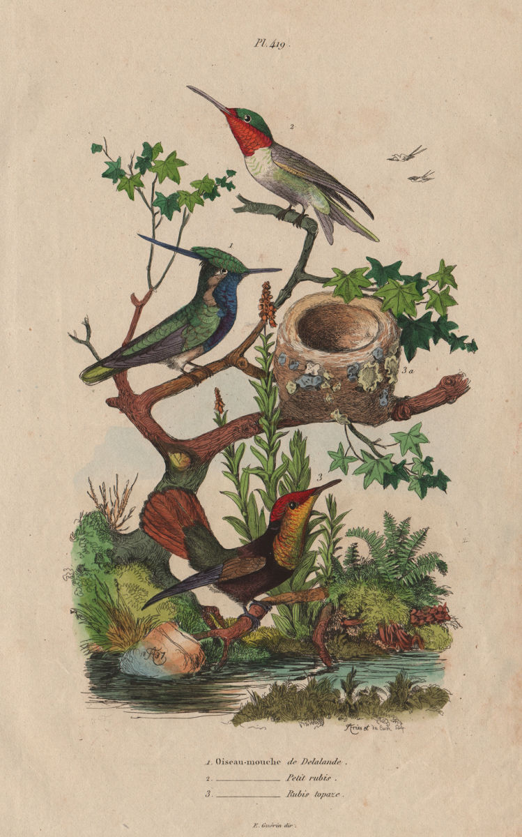 HUMMINGBIRDS. Ruby-Topaz Ruby-Throated Delalande. Oiseau-Mouche 1833 old print